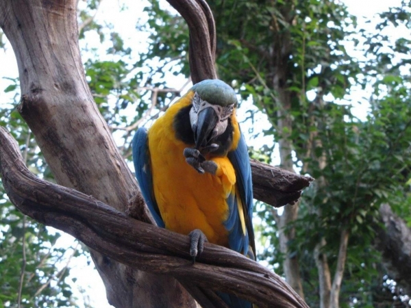 Parque das aves, Foz Iguazú